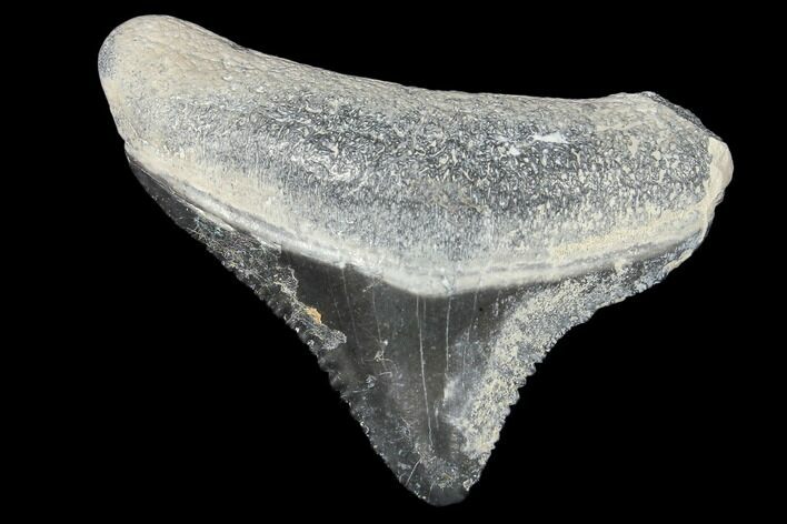 Fossil Megalodon Tooth - Florida #103350